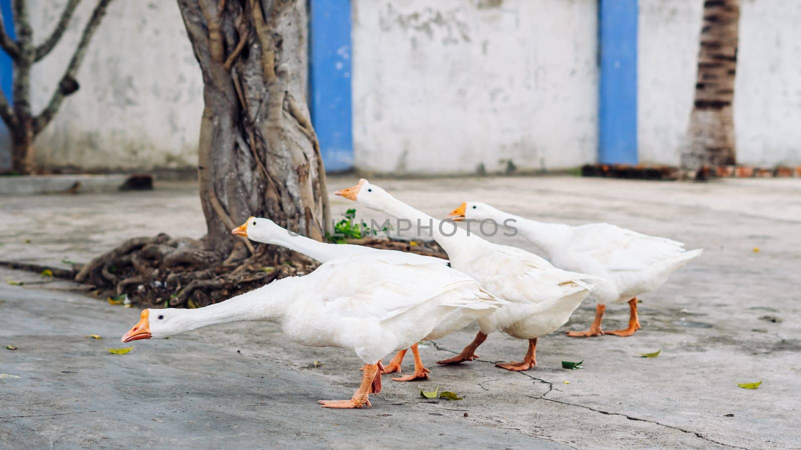 Several white geese walking together in small city. Craned necks. Summer mood, live close to domestic farm animals. Funny group of friends.