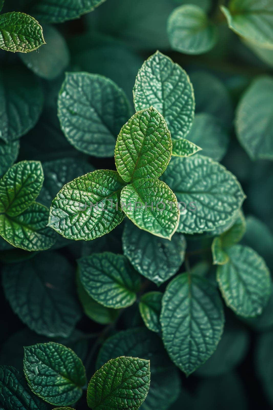 Green Leaf background, Environmental background and Desktop wallpaper by Lobachad