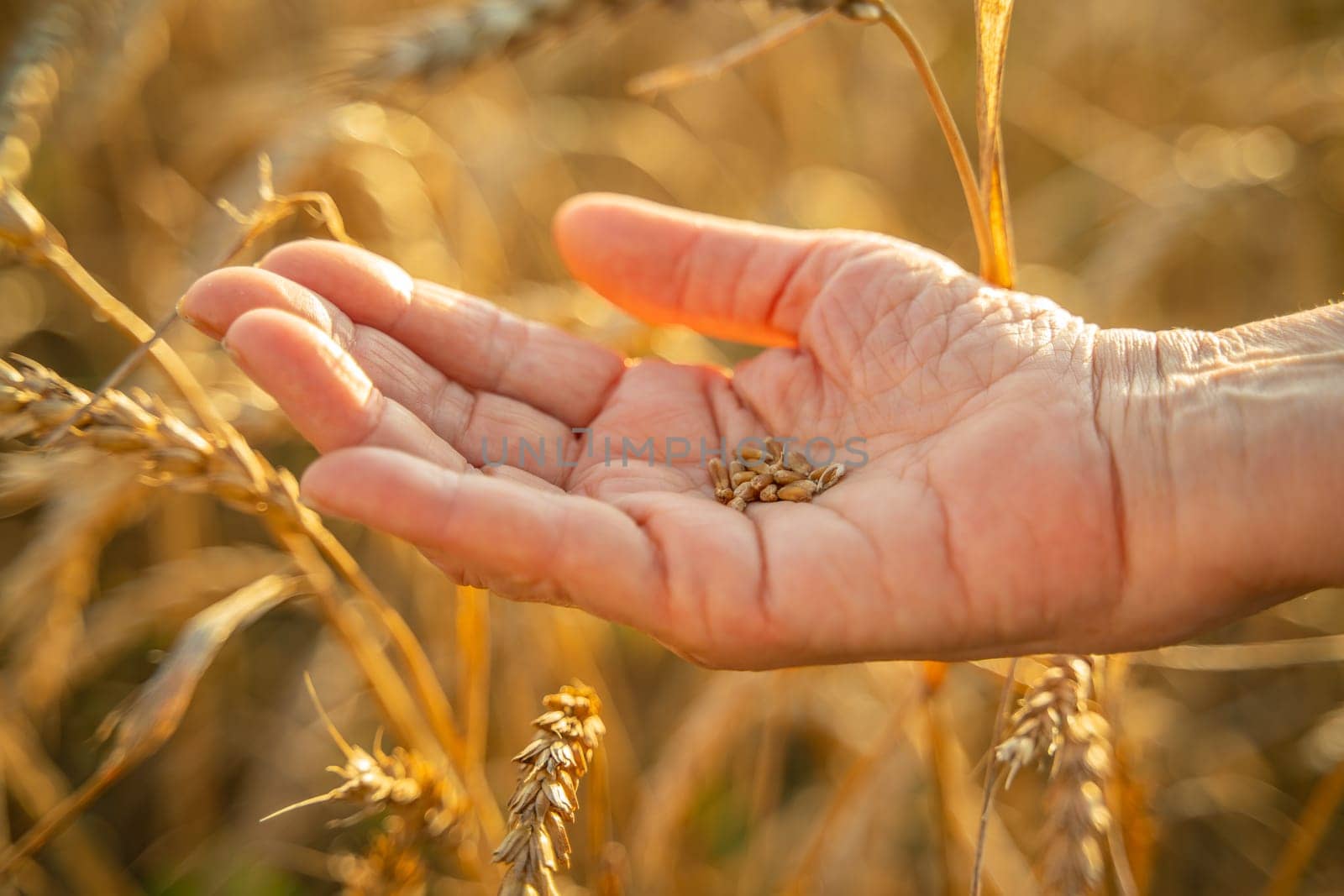 Close up of senior farmers hands holding and examining grains of wheat of wheat against a background of ears in the sunset light. by Matiunina