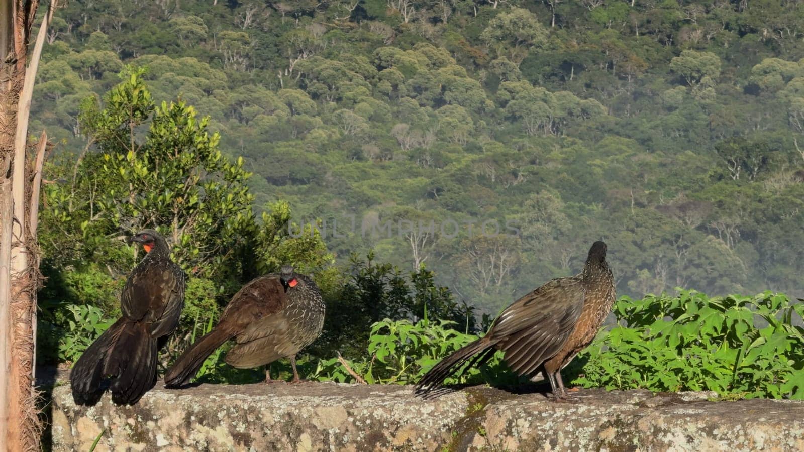 Three Jacus Perched on Stone Wall in Early Morning Jungle by FerradalFCG