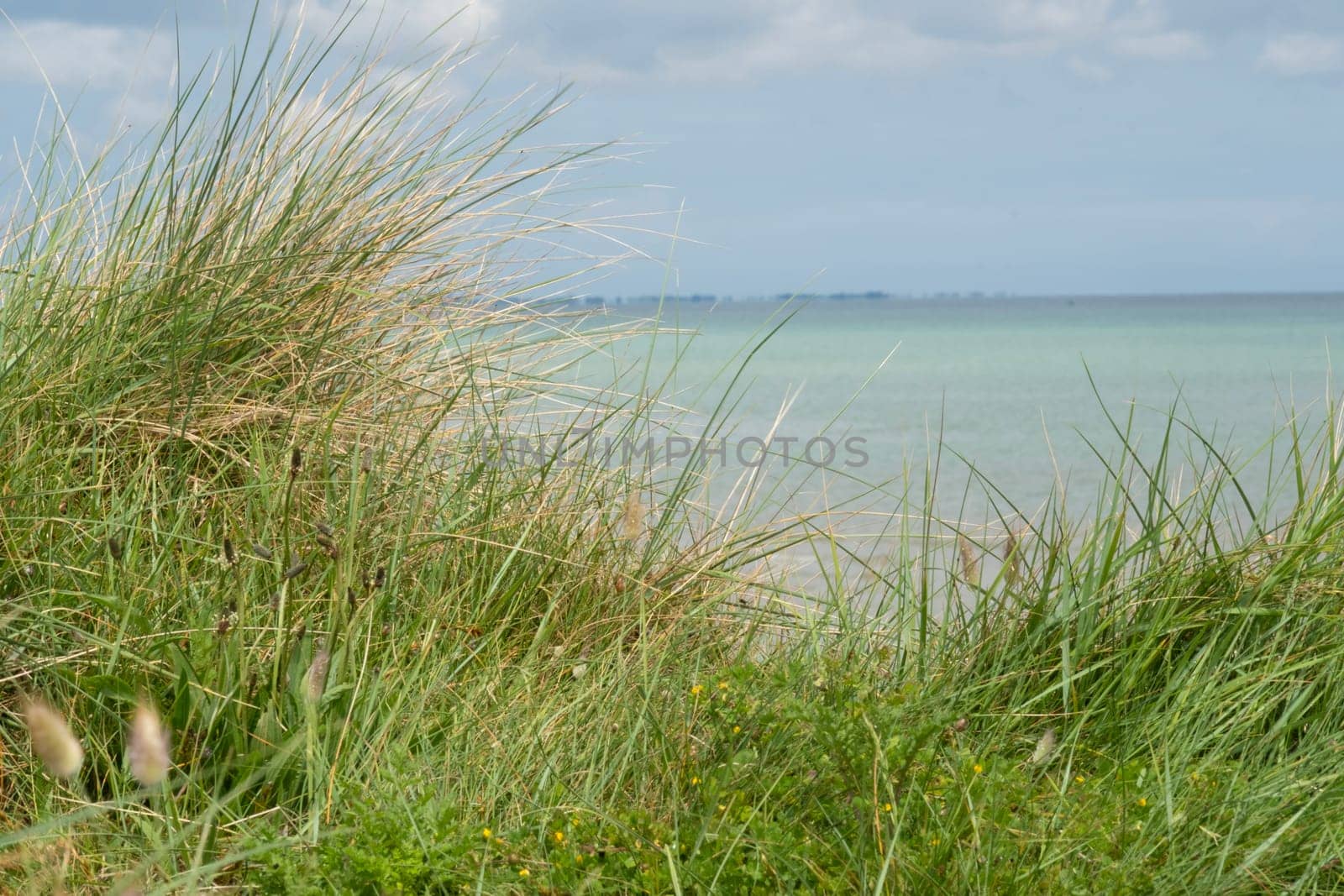 high green ocean costal beachgrass (Ammophila arenaria) under light blue clouded sky on low dune and mid horizon at Utah Beach. Background or copy space. High quality photo