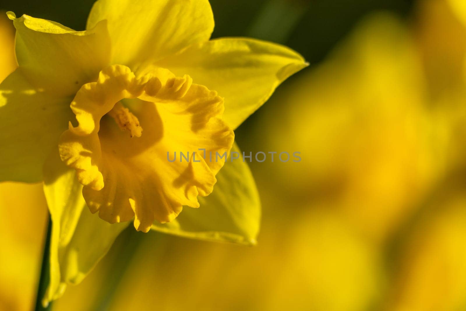 A bunch of yellow flowers with a blurry background. The flowers are in full bloom and are the main focus of the image. by Matiunina