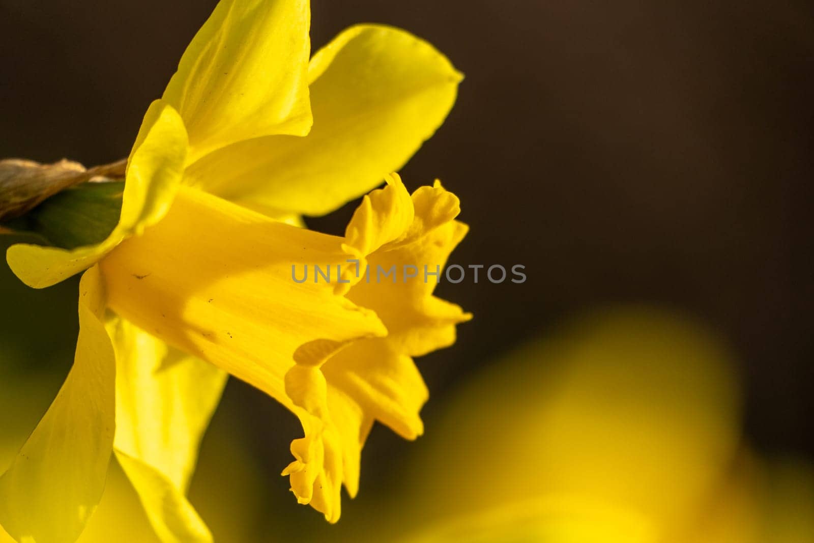 A bunch of yellow flowers with a blurry background. The flowers are in full bloom and are the main focus of the image