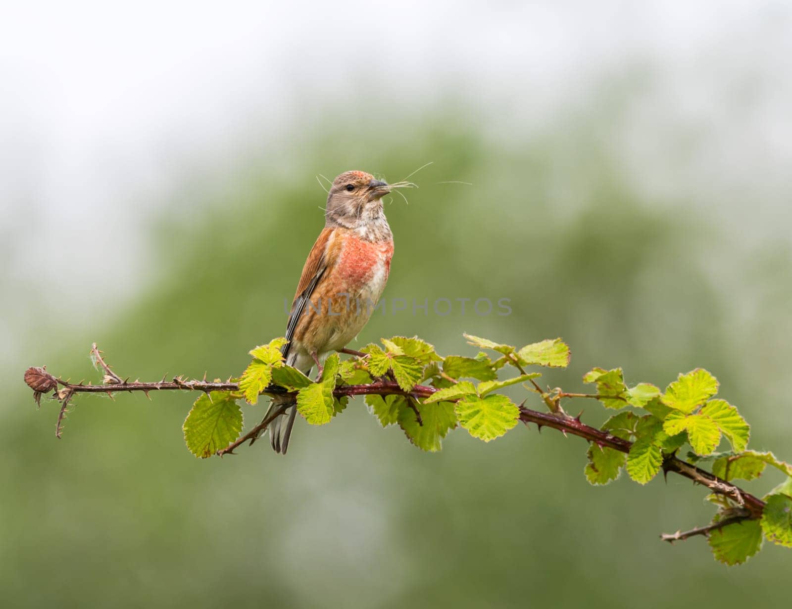 Common linnet, Linaria cannabina, bird standing on a branch