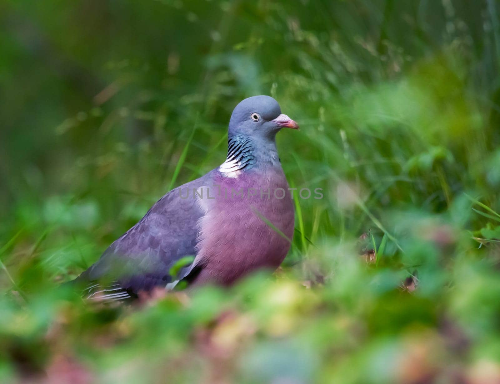 Rock dove, rock pigeon, or common pigeon, Columba livia, walking in the grass in a park