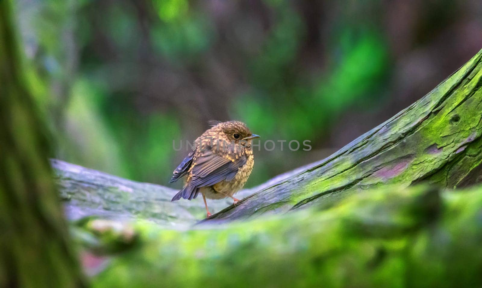 Baby european robin redbreast, erithacus rubecula, passerine bird standing on a branch by day