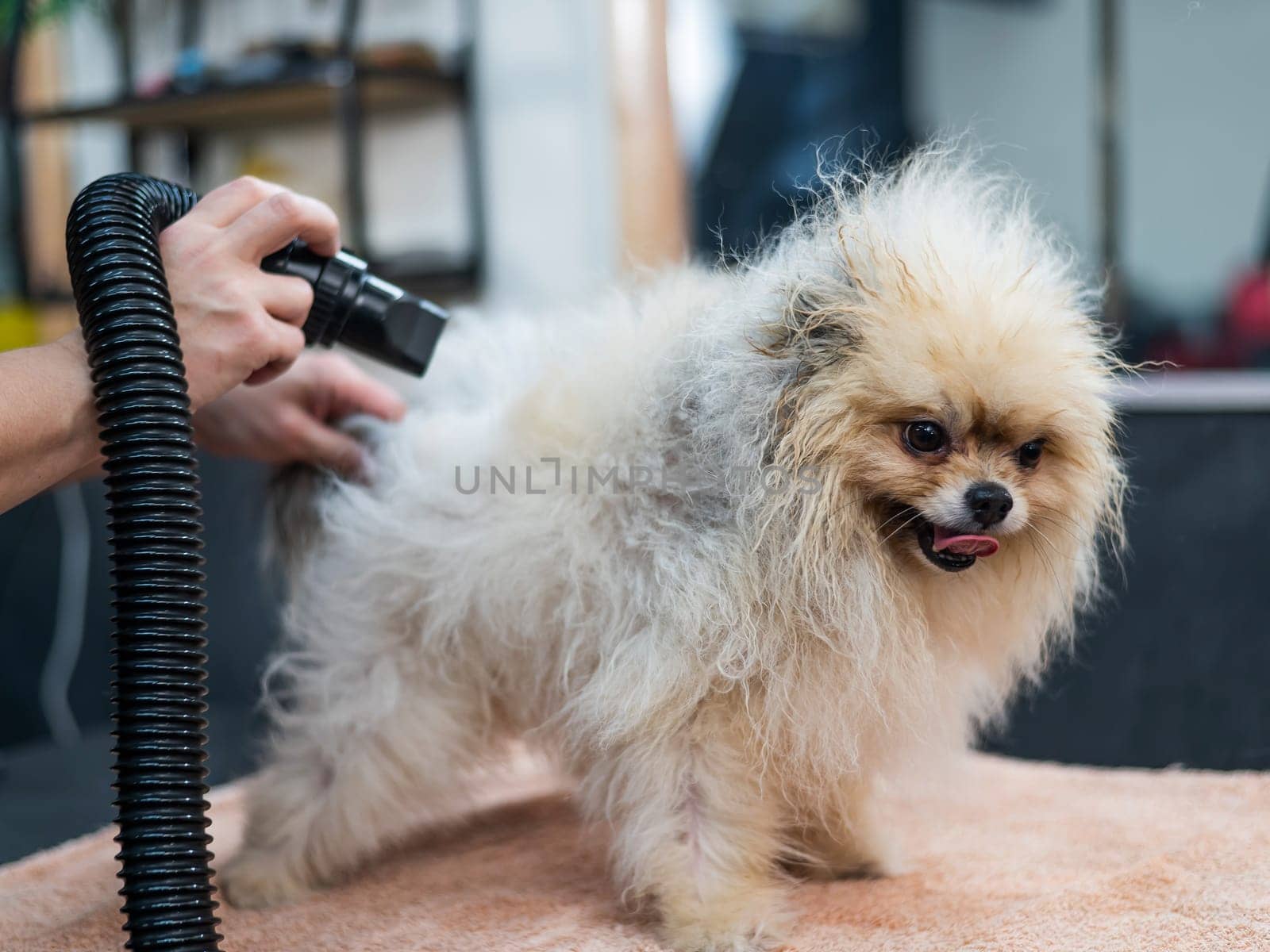 A woman dries a Pomeranian with a hair dryer after washing in a grooming salon. by mrwed54
