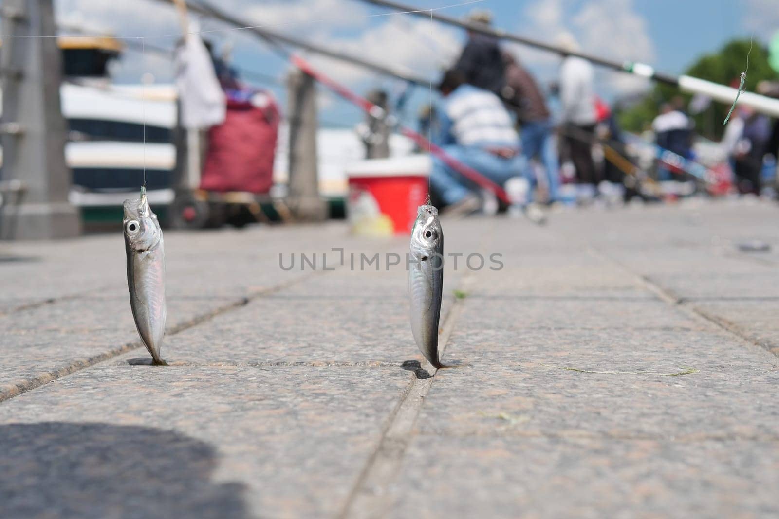 Two small fish suspended from a fishing rod on a sidewalk beside a road.