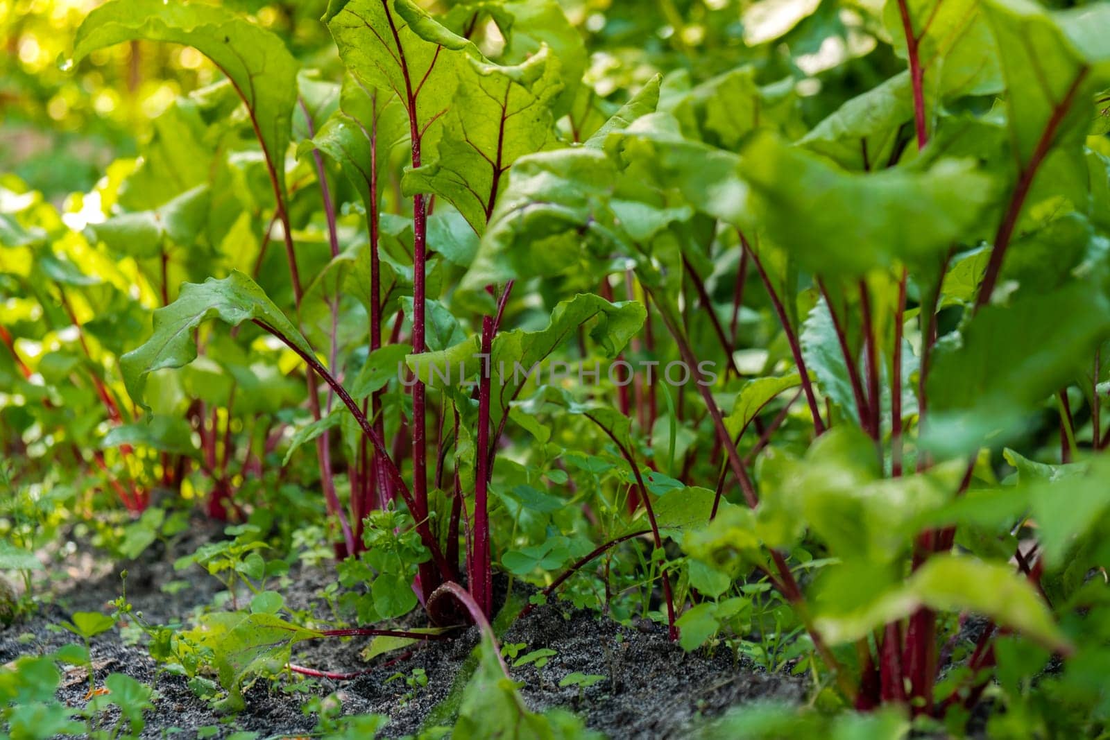 Close up of Red beet. Beetroot plant in the field. Concept of agriculture gardening in country side living. Veganism seasonal vegetable food production