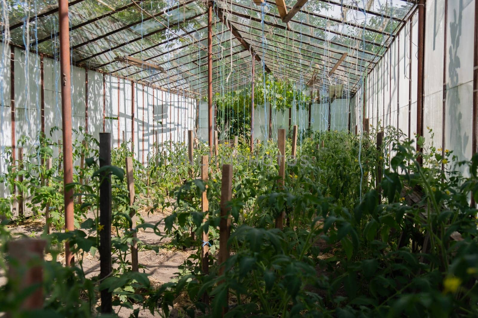 Glass Hothouse with green bush of raw grown tomatoes farming. Cherry tomatoes ripening on hanging stalk in greenhouse. Eco friendly vegan food produce