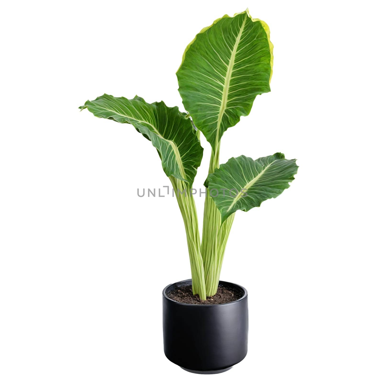 Alocasia large dark green arrow shaped leaves with prominent white veins in a modern black. Plants isolated on transparent background.