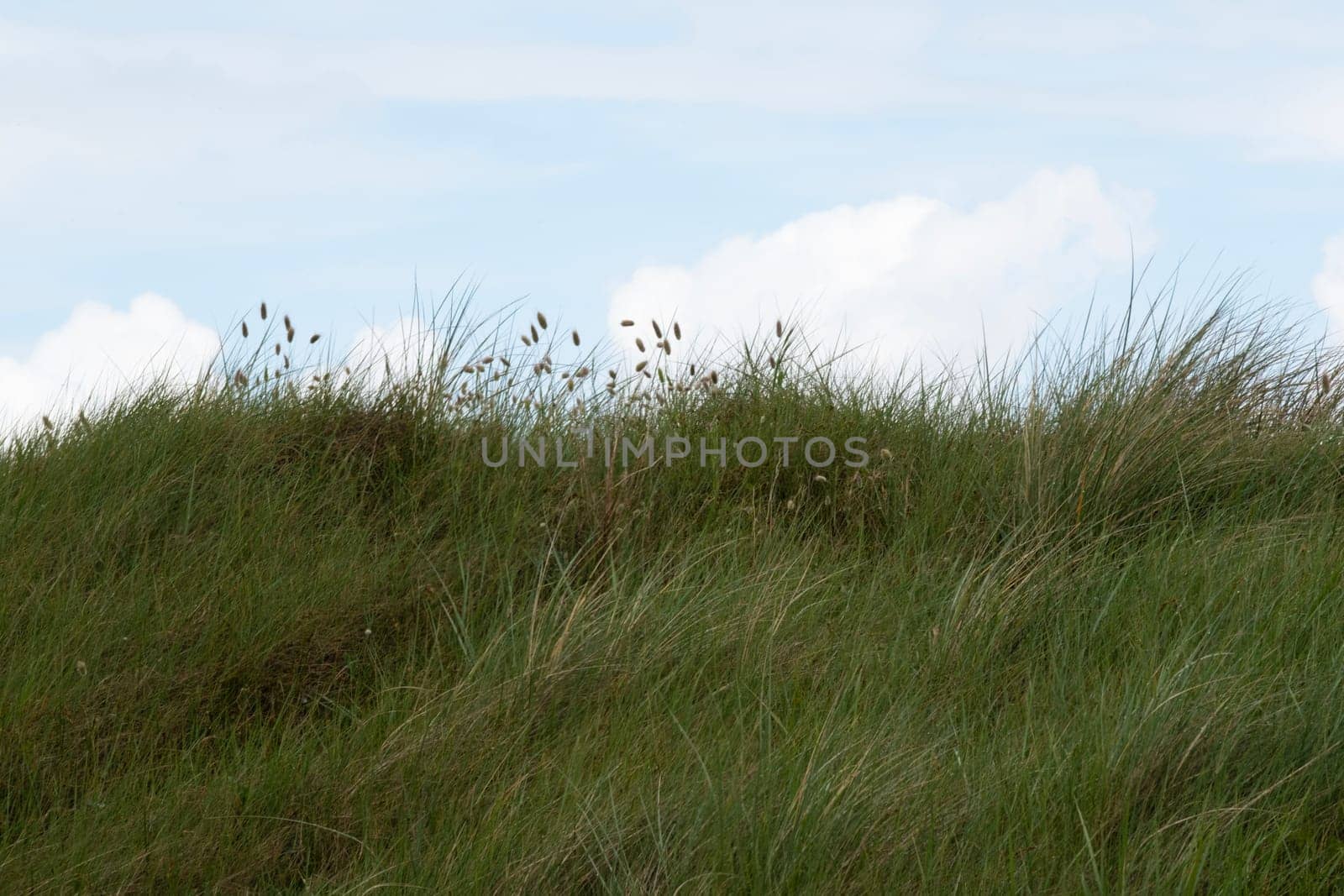 Flat horizontal grass. Green ocean costal beachgrass (Ammophila arenaria) under light blue cloudy sky on steep sand dune at Utah Beach. Background or copy space. High quality photo