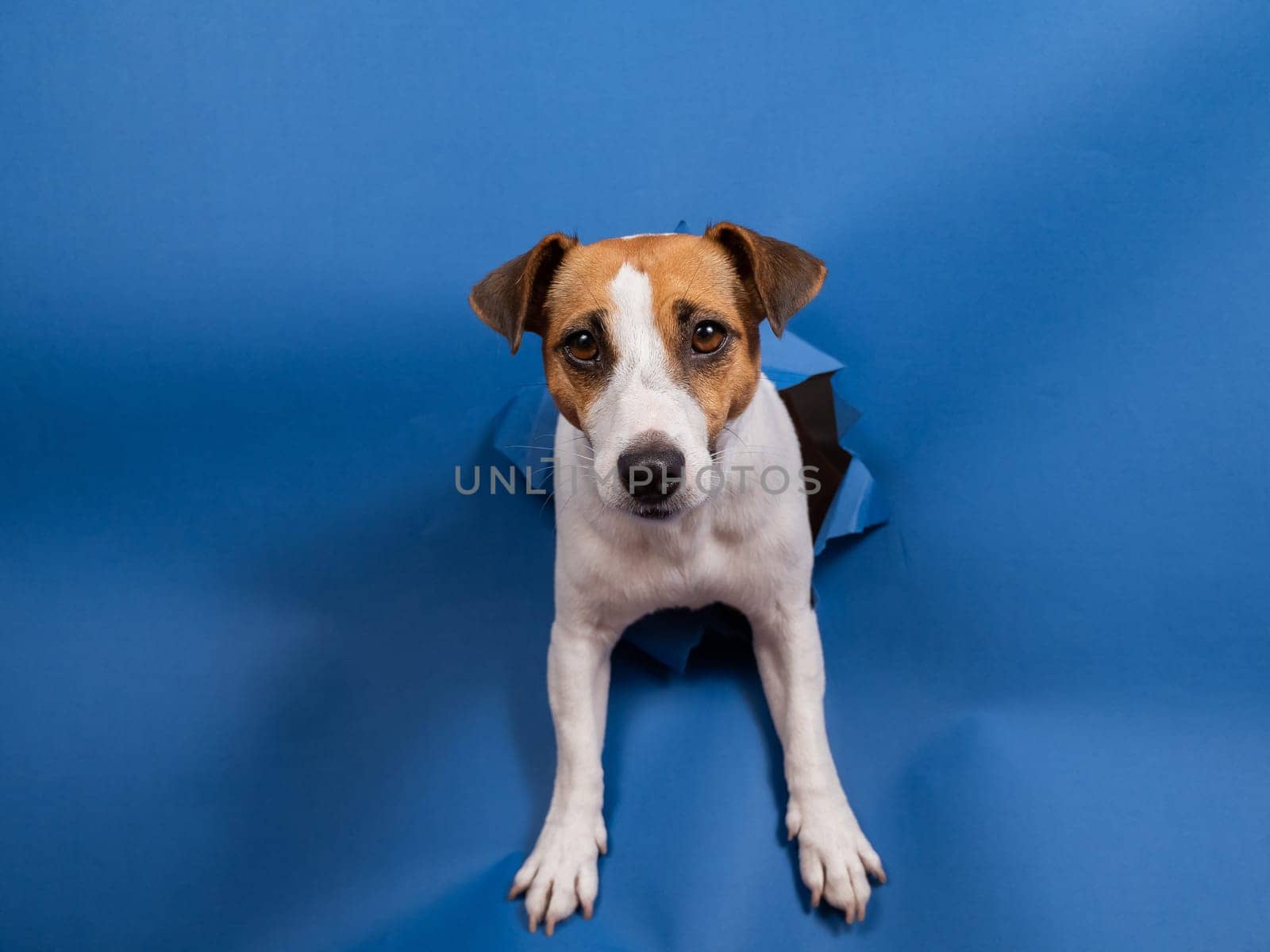 Funny dog jack russell terrier climbs out of a paper blue background breaking a hole in it. by mrwed54