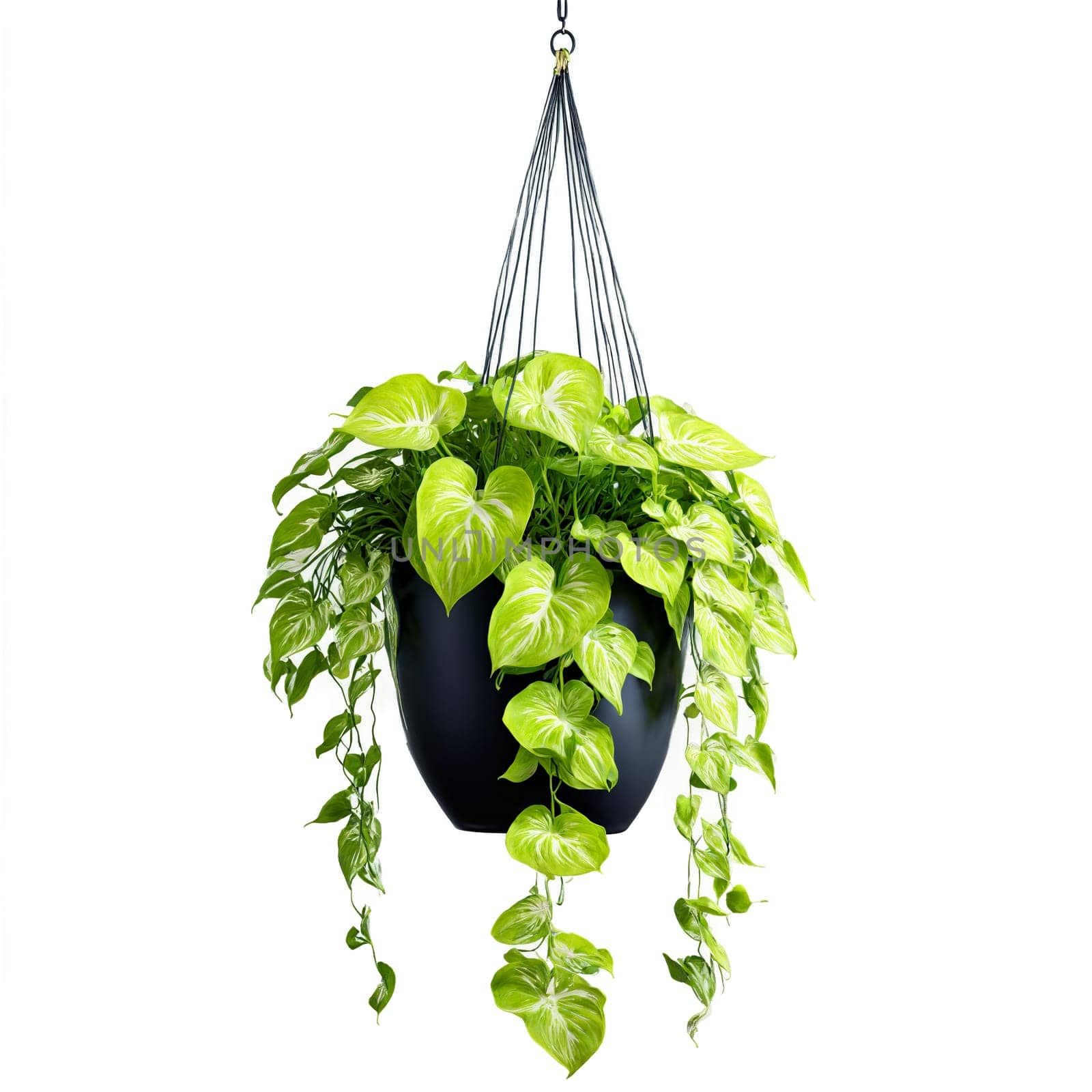 Pothos Neon trailing plant with bright chartreuse leaves in a modern black ceramic hanging planter. Plants isolated on transparent background.
