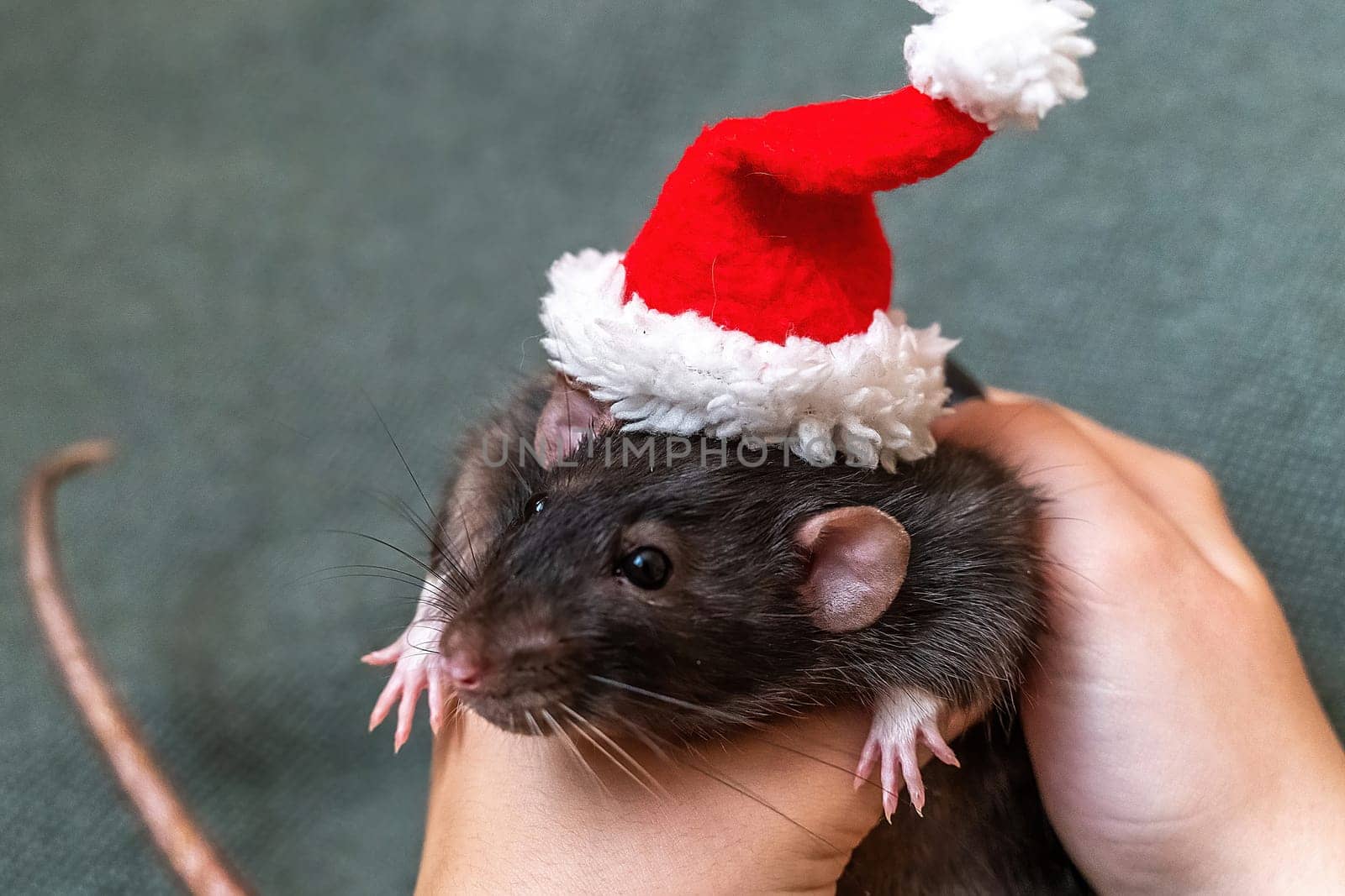 Rat Santa hat. Symbol of the Chinese New Year. Funny black rat D by Matiunina