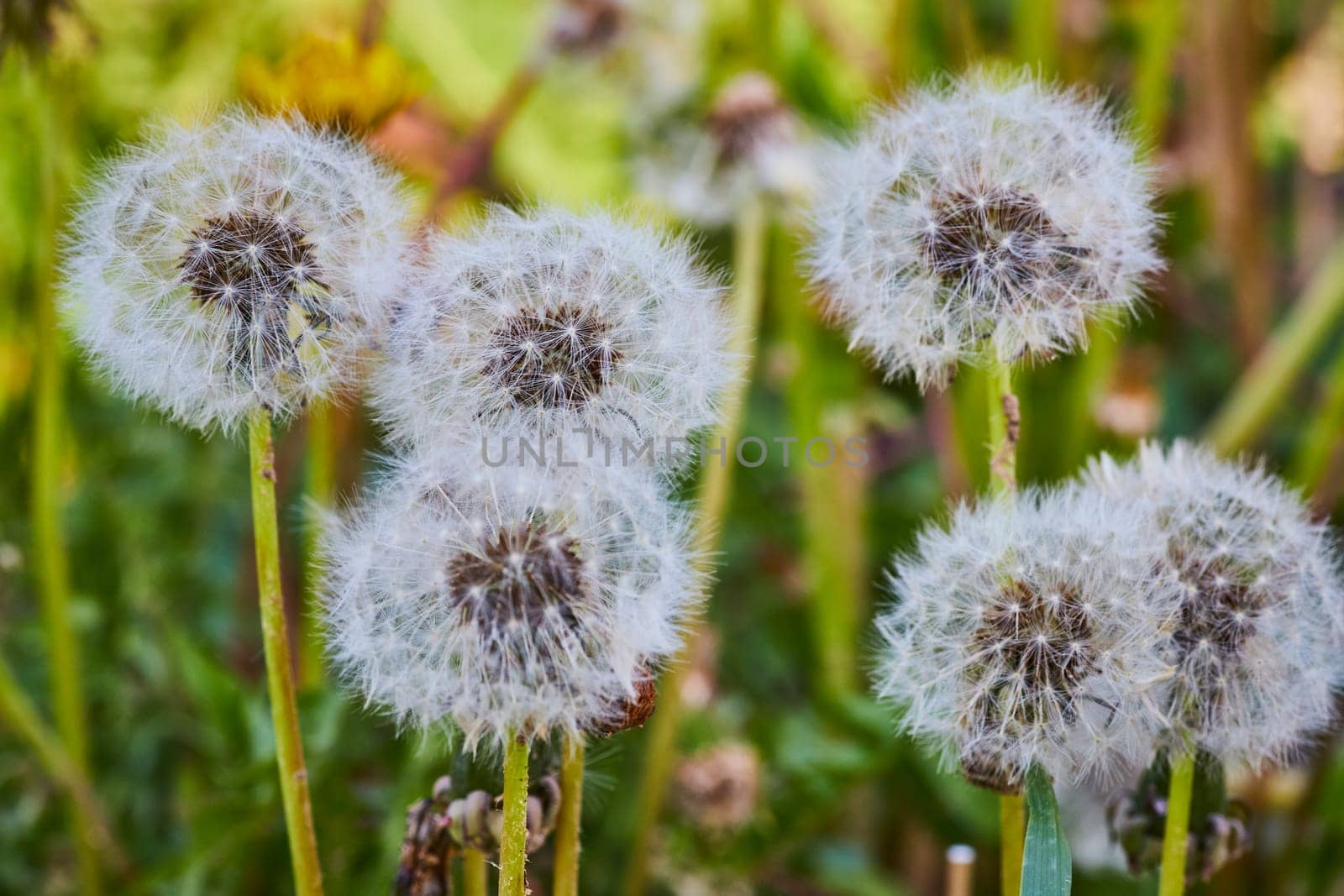 Close-up of delicate dandelion seeds in Fort Wayne, capturing nature's ephemeral beauty and tranquility.