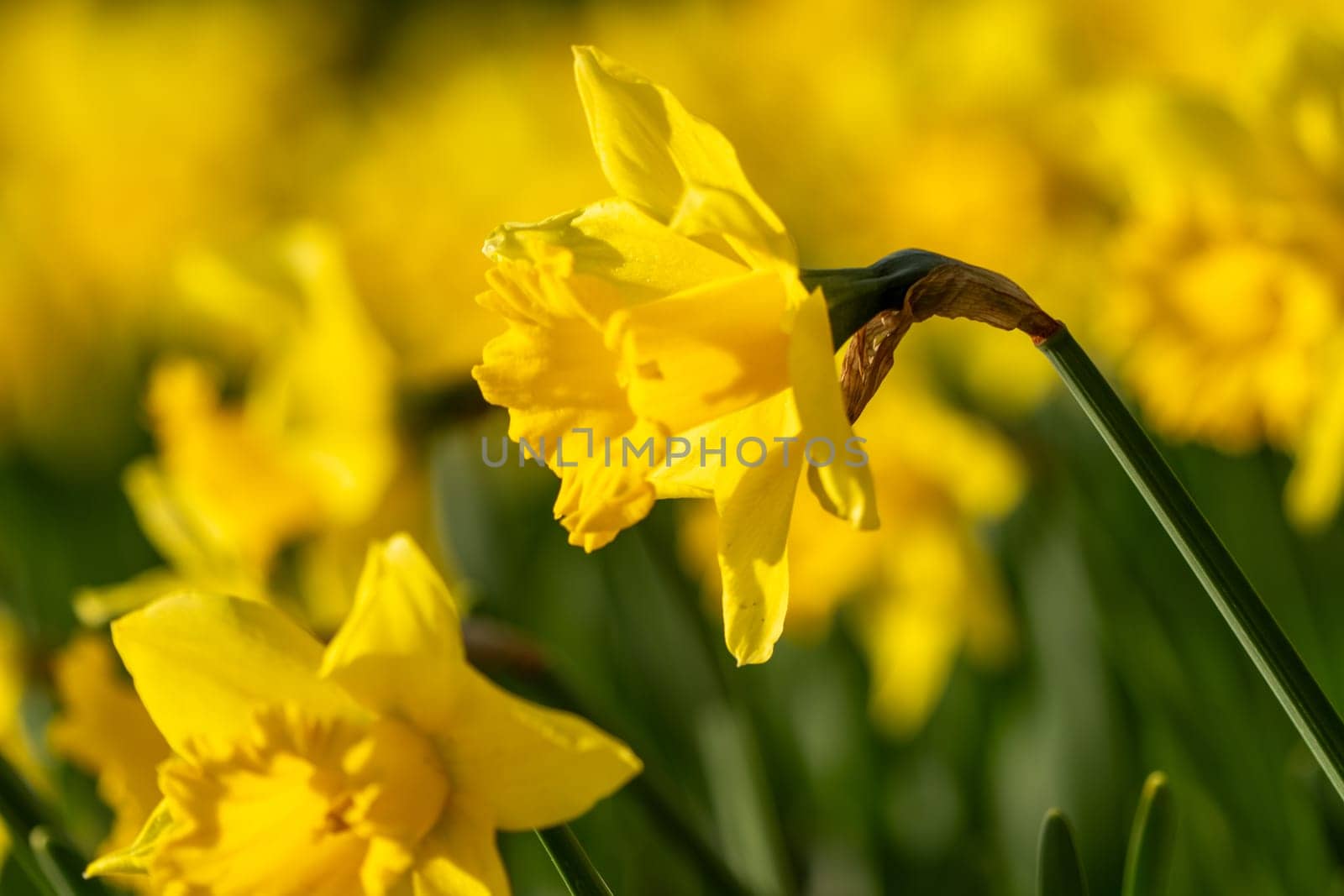 A bunch of yellow flowers with a blurry background. The flowers are in full bloom and are the main focus of the image