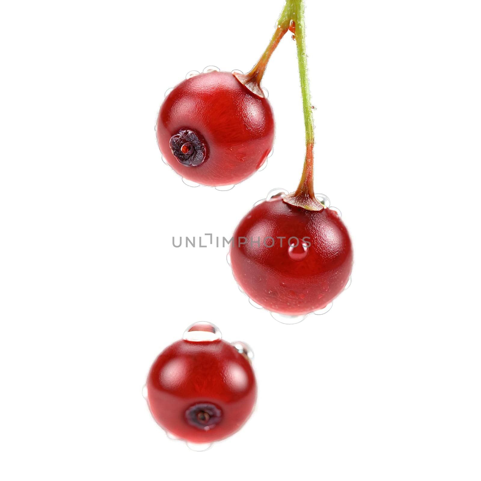 Tart cranberries bouncing water droplets suspended stems swirling Vaccinium macrocarpon Food and Culinary concept. Food isolated on transparent background.