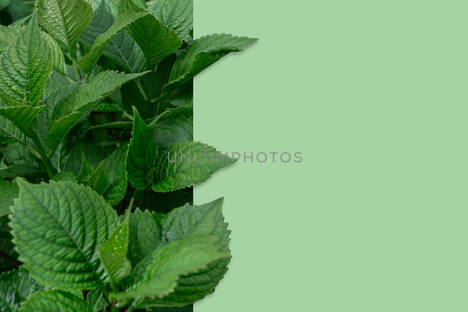 Green leaves background with copy space for text. Nature concept.