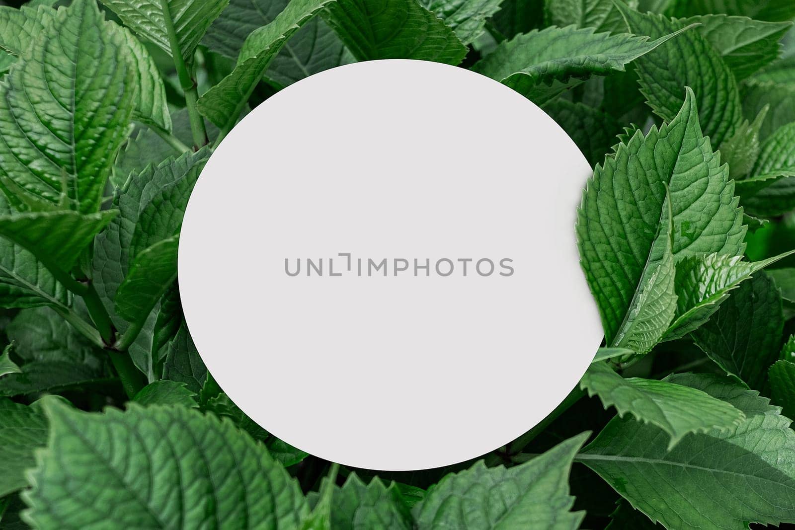 Green leaves background layout with white round corners shape. Nature eco concept.