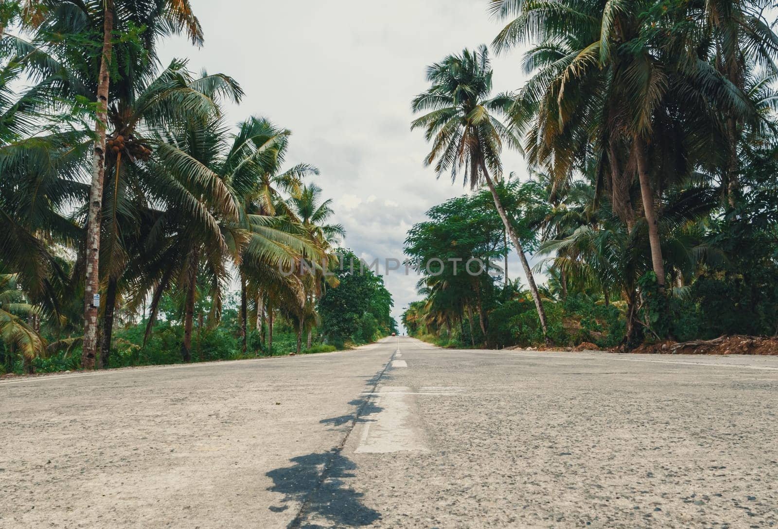 A serene, empty road stretches through a rural tropical area adorned with lush palm trees. by Busker