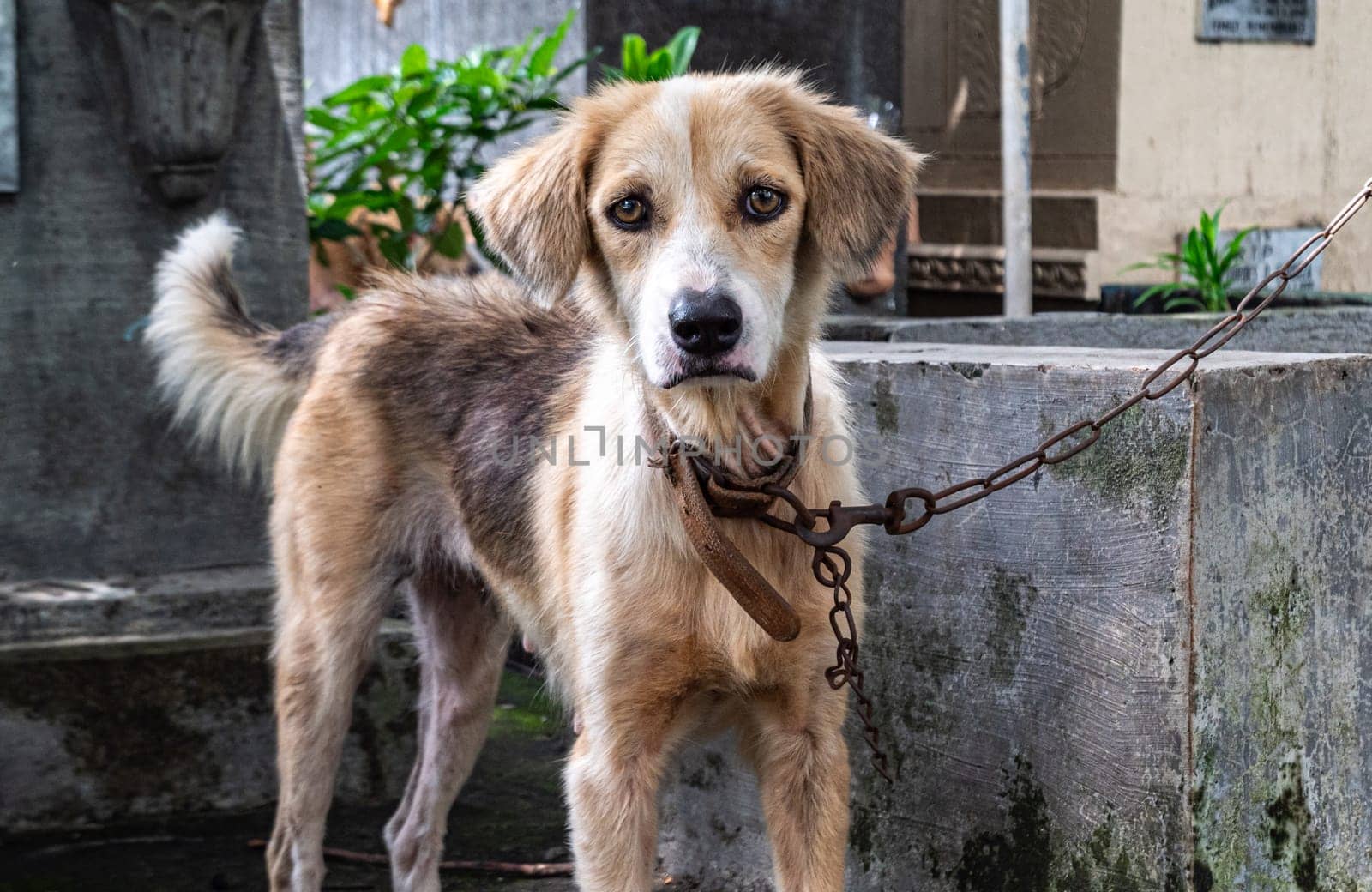 Scruffy dog on a chain in a rustic outdoor setting during daytime by Busker