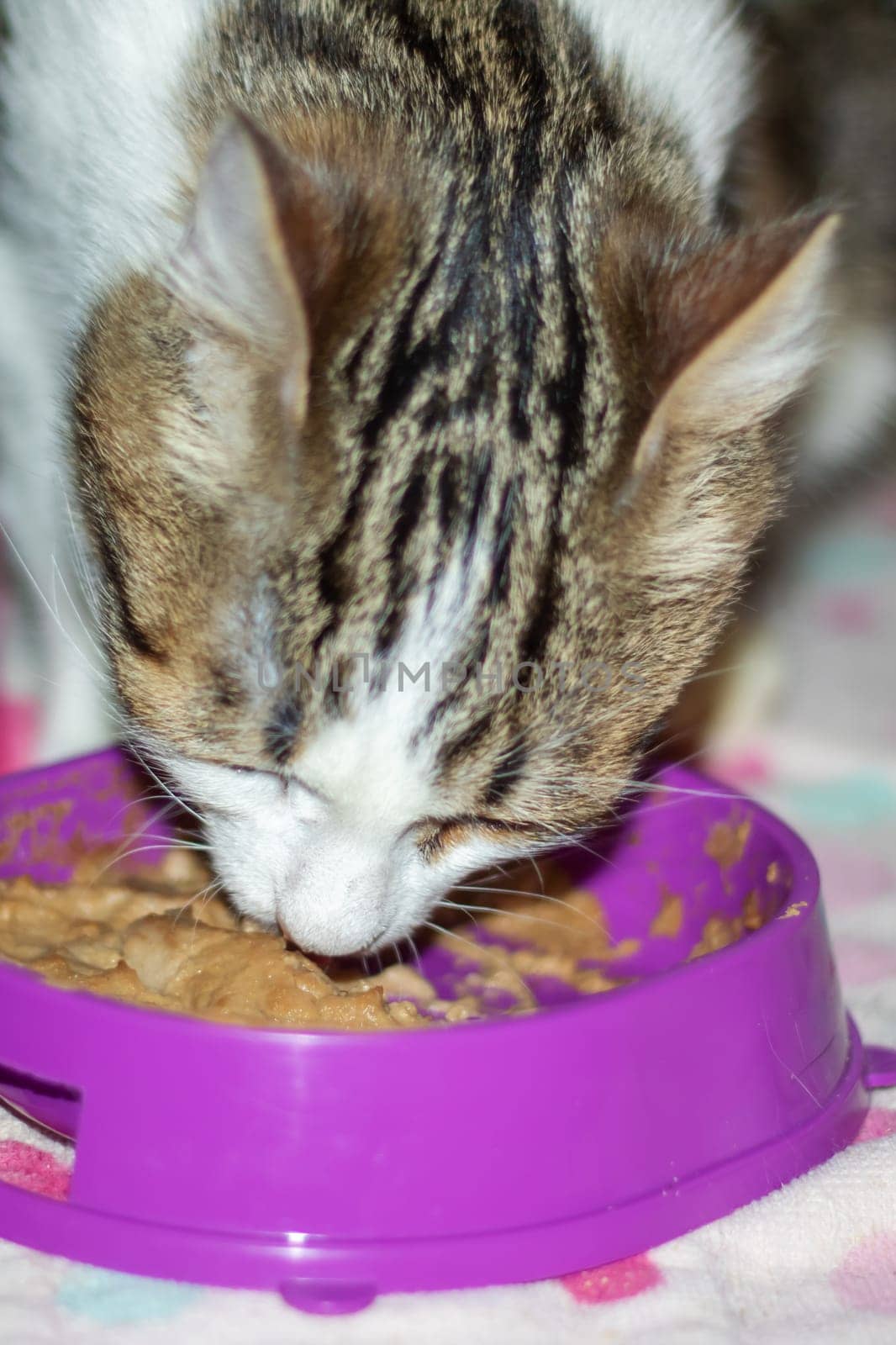 A domestic shorthaired Felidae, a small to mediumsized carnivorous cat, is eating from a pink bowl with whiskers and a snout from a pet supply store