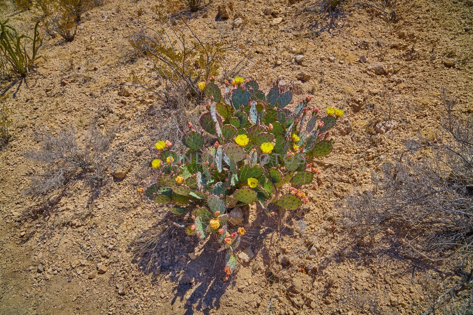 Yellow blooms on Eastern prickly pear cactus at Big Bend National Park, Texas.