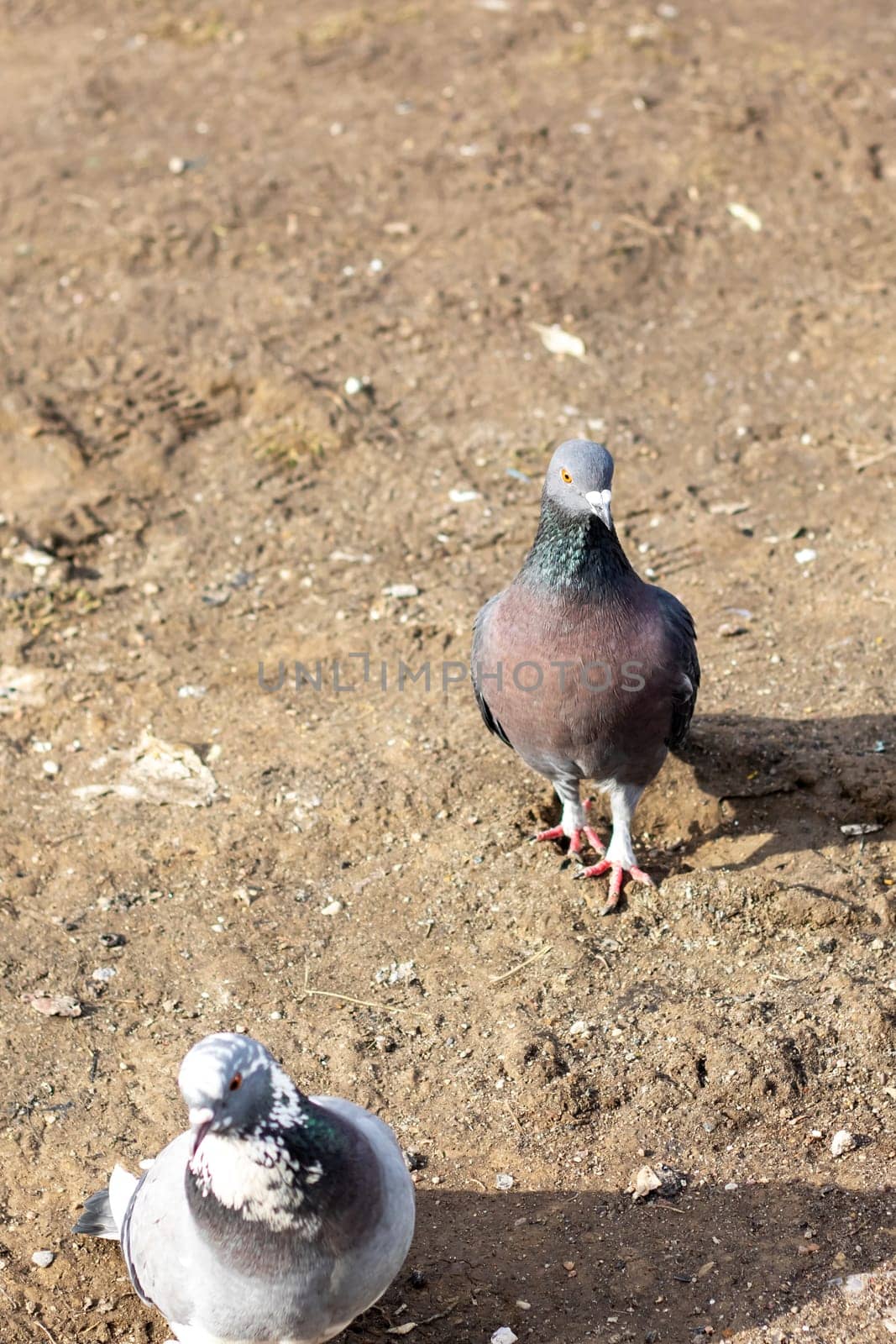 A group of pigeons with black, blue, and green feathers stand on the dirt ground. As vertebrate organisms, they make a beautiful sight in nature