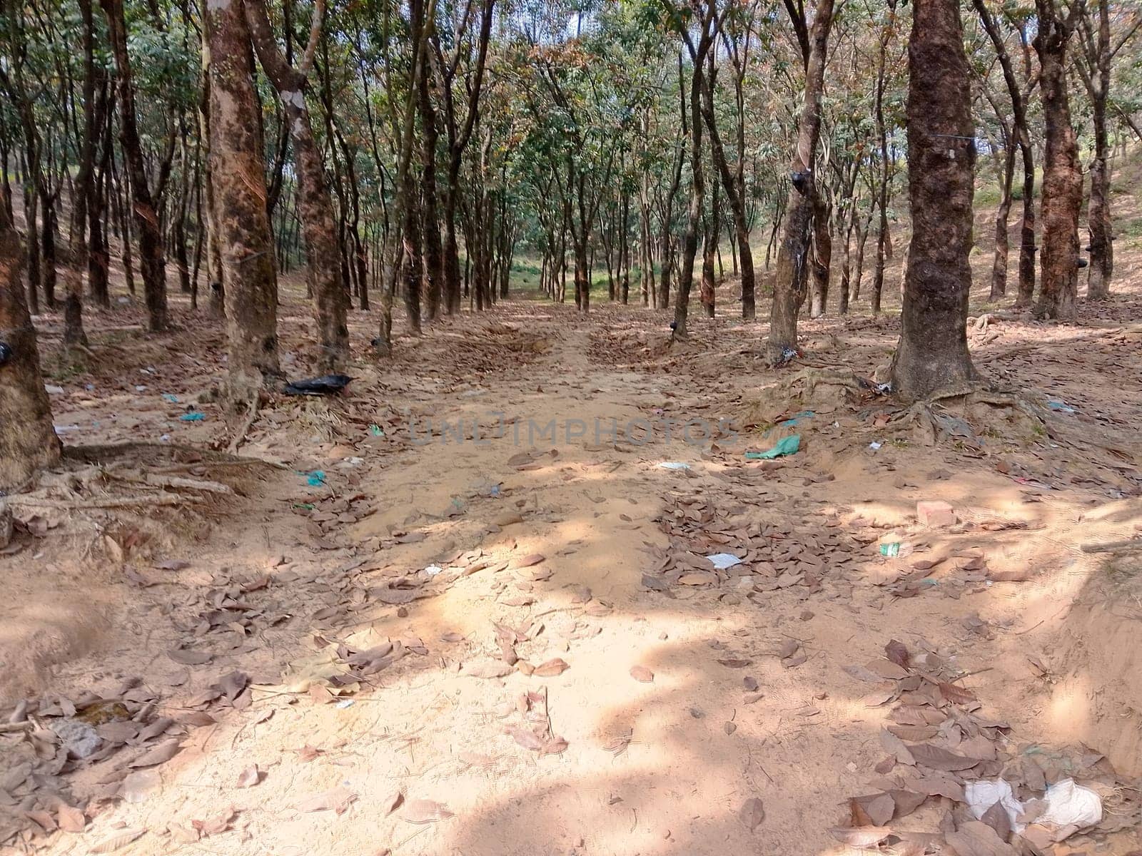 A dirt road winds through a dense forest, surrounded by tall trees and thick undergrowth. The road appears well-traveled, with tire tracks visible in the dirt. Sunlight filters through the canopy overhead, casting dappled shadows on the ground.