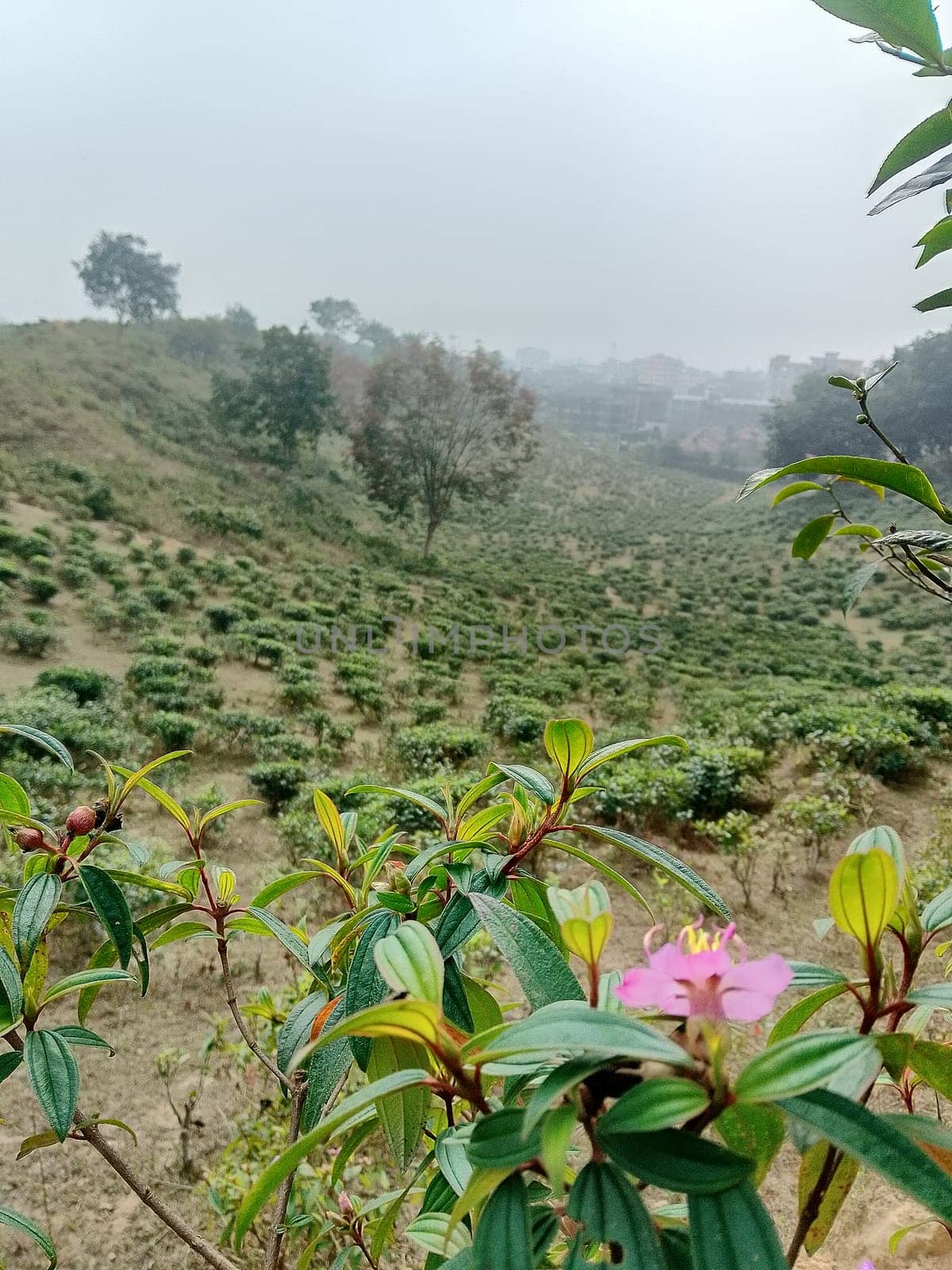 A pink flower stands out in the middle of a green field. The petals are in full bloom, surrounded by lush grass under a clear sky.