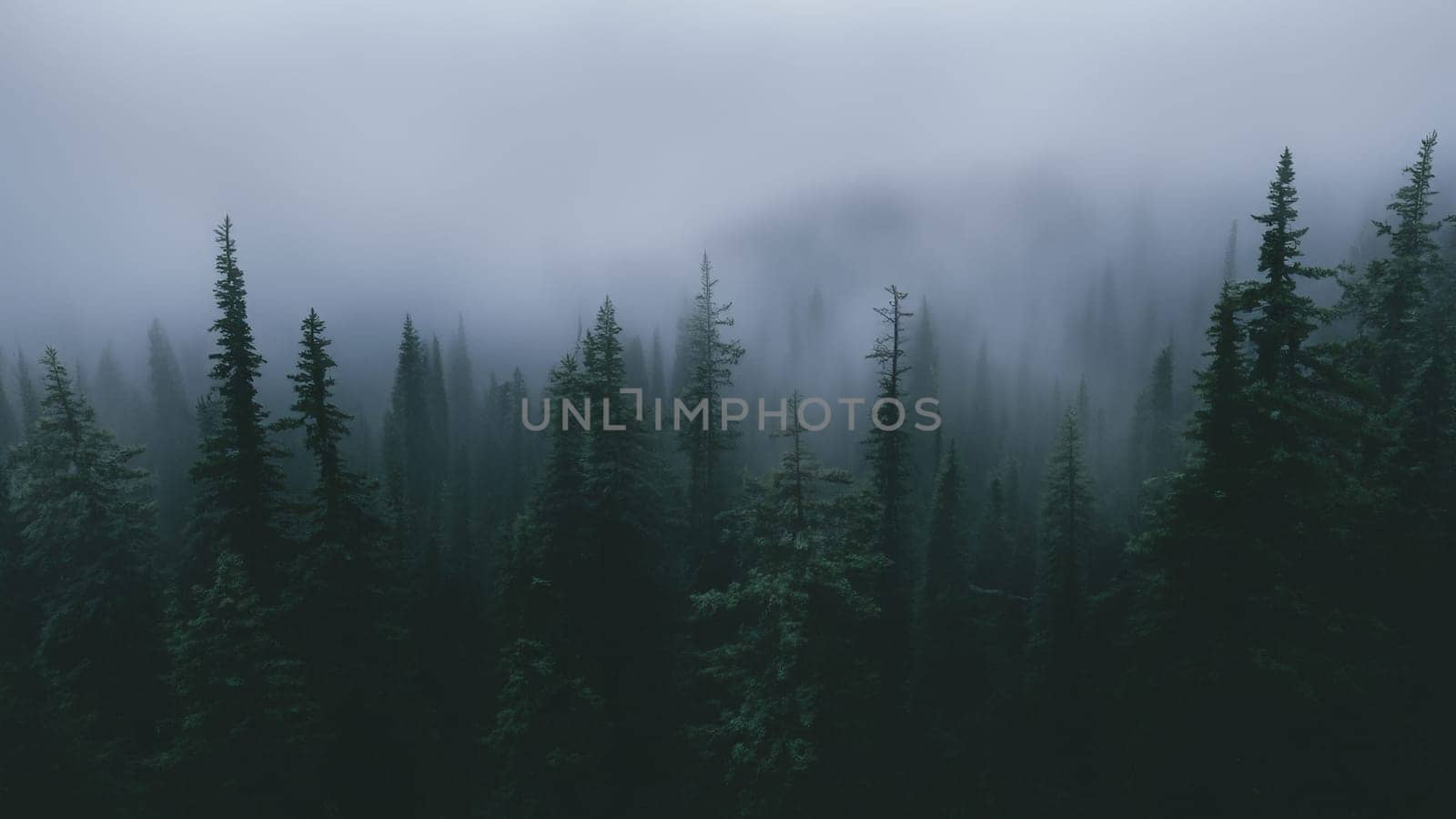 Dark Moody Foggy Evergreen Forest in Pacific Northwest