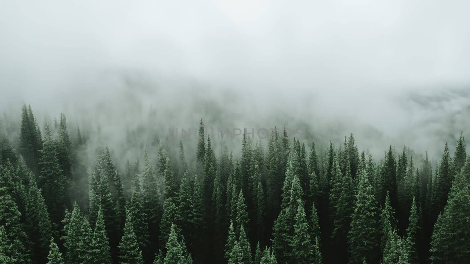 Moody Foggy Evergreen Forest in Pacific Northwest