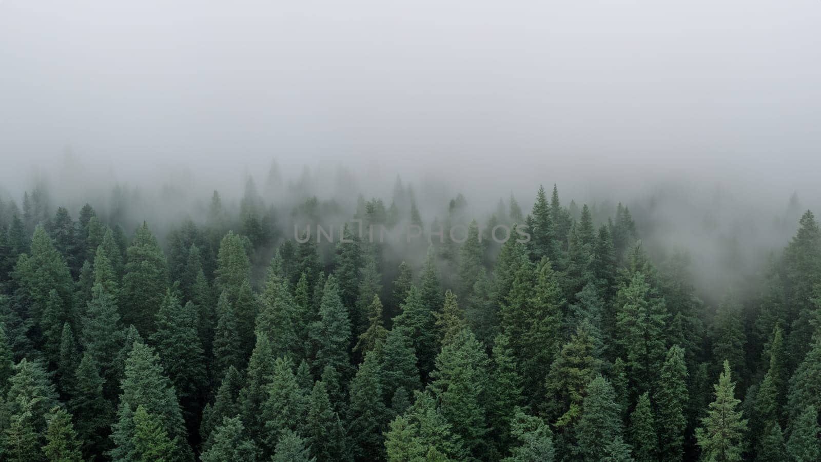 Foggy Evergreen Forest in Pacific Northwest