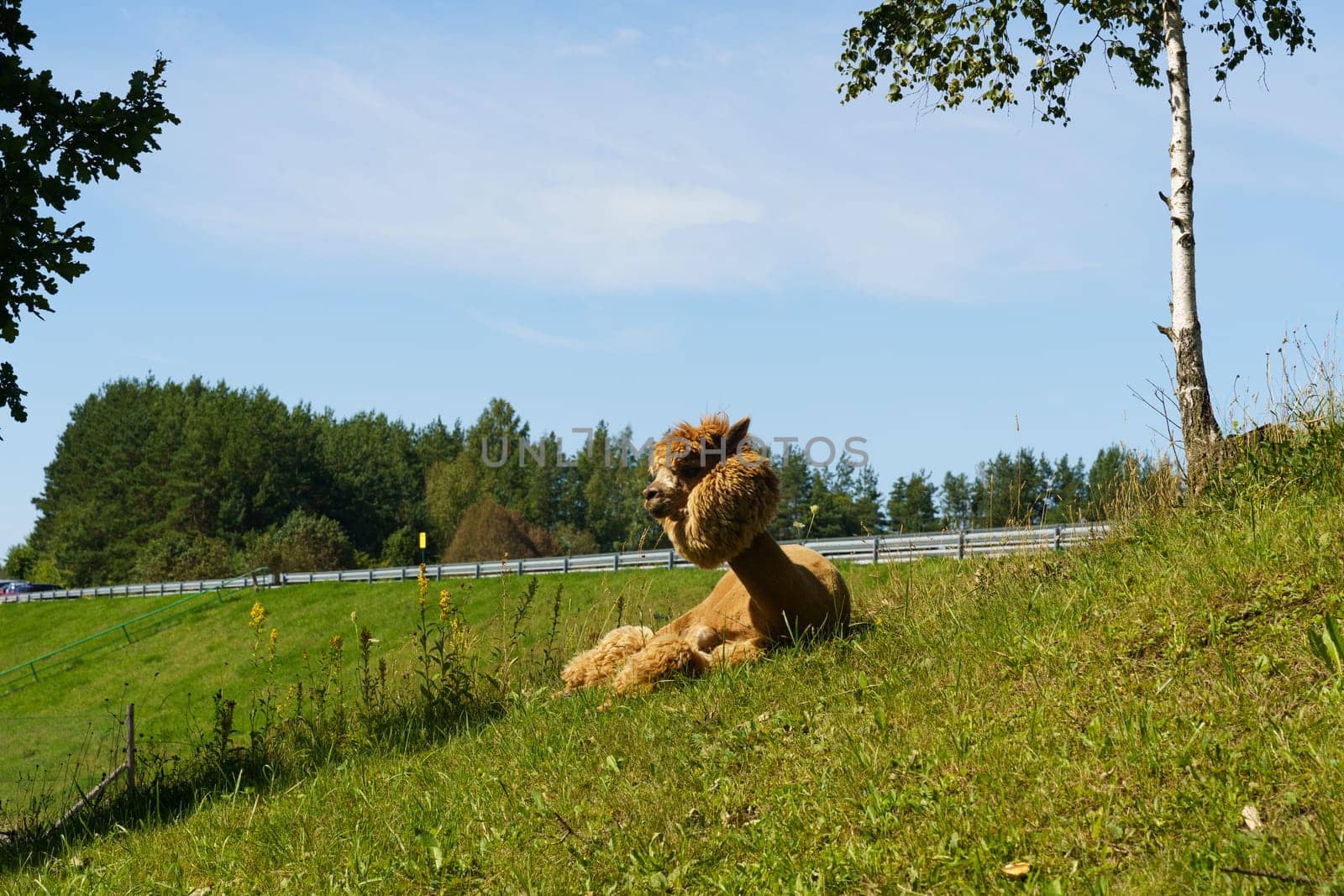 A lama lies contentedly on a lush, grass-covered hill, with a birch tree and vast blue sky above.