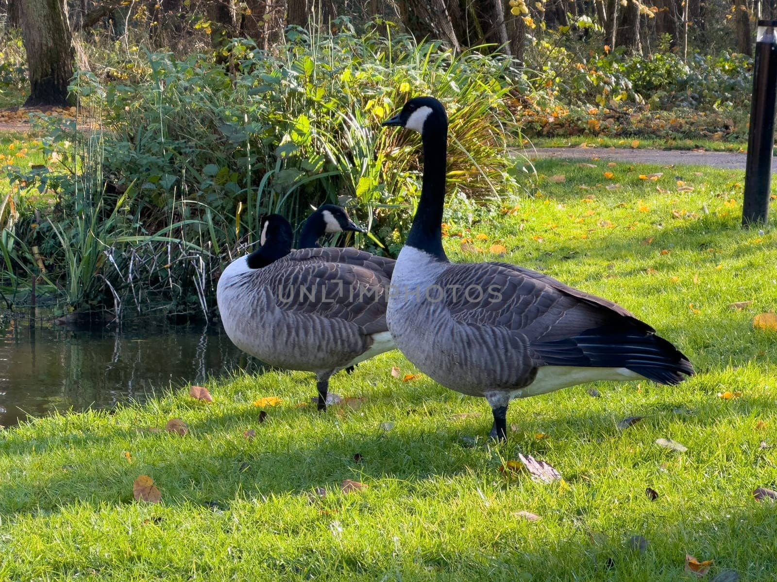Bar Headed Gooses on the grass in a park next to the lake