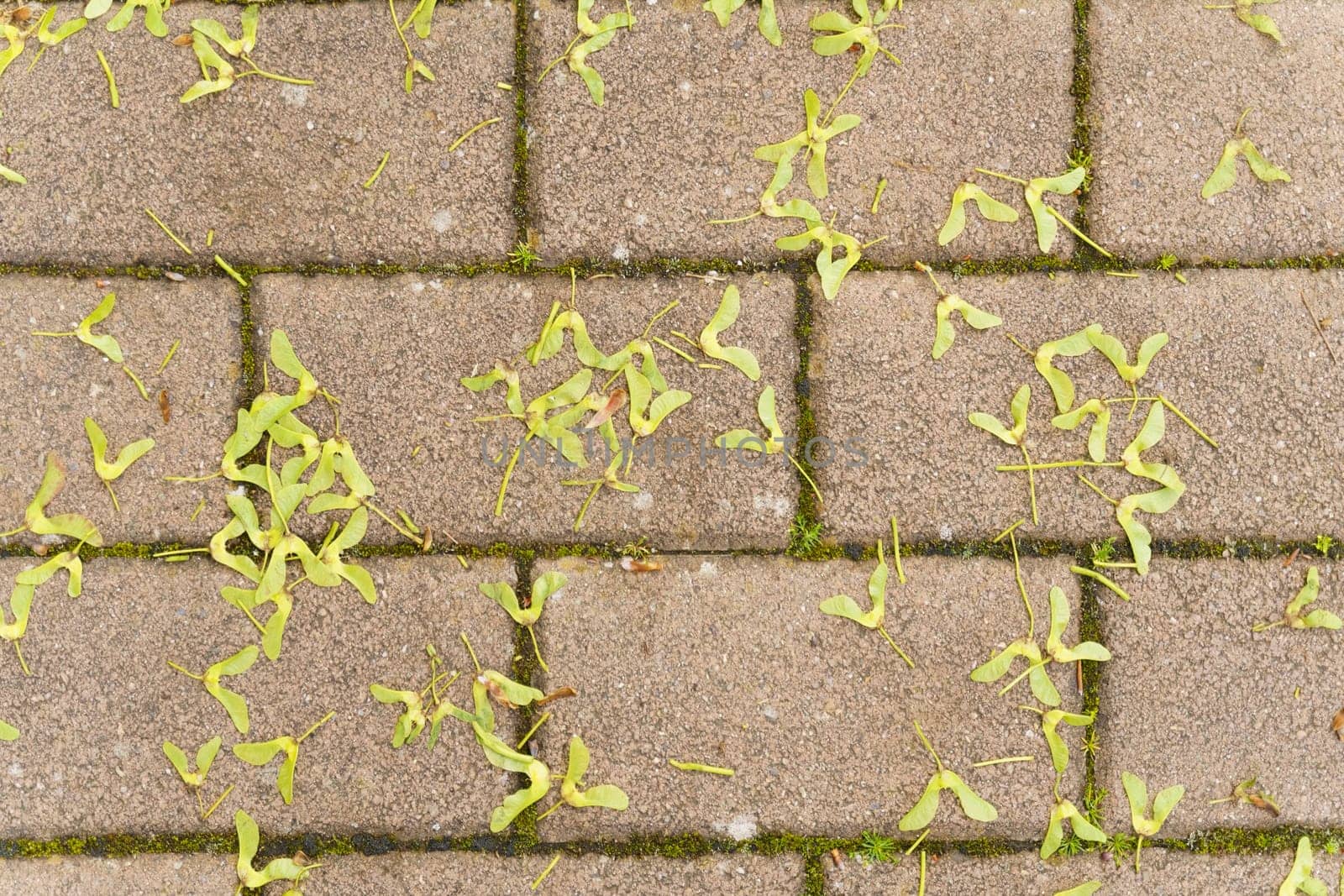 Yellow leaves scattered on a brick walkway. The leaves contrast with the red bricks, creating a vibrant and textured scene perfect for autumn.