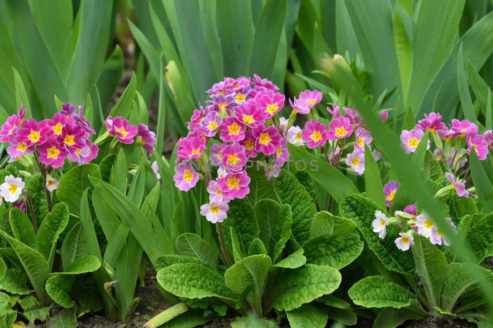 Primula vulgaris - an early spring flower, primrose by olgavolodina
