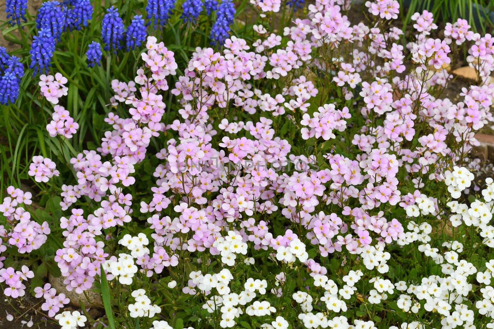Arabis and Muscari - early spring flower, primrose