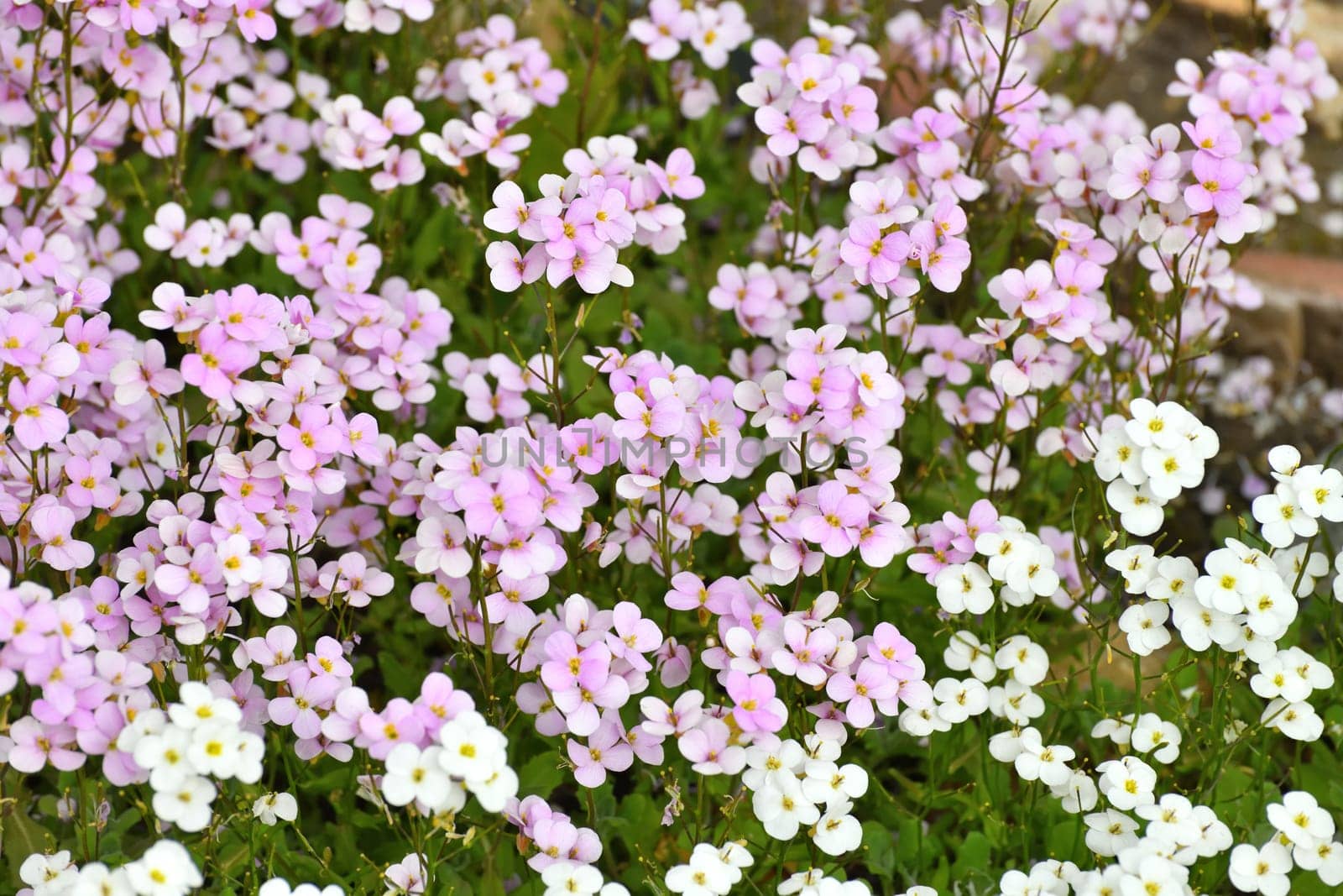 Arabis - an early spring flower, primrose by olgavolodina