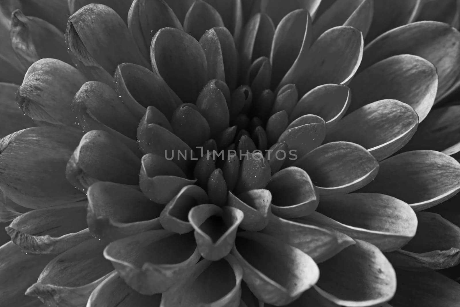 Monochrome macro image of a Chrysanthemum flower