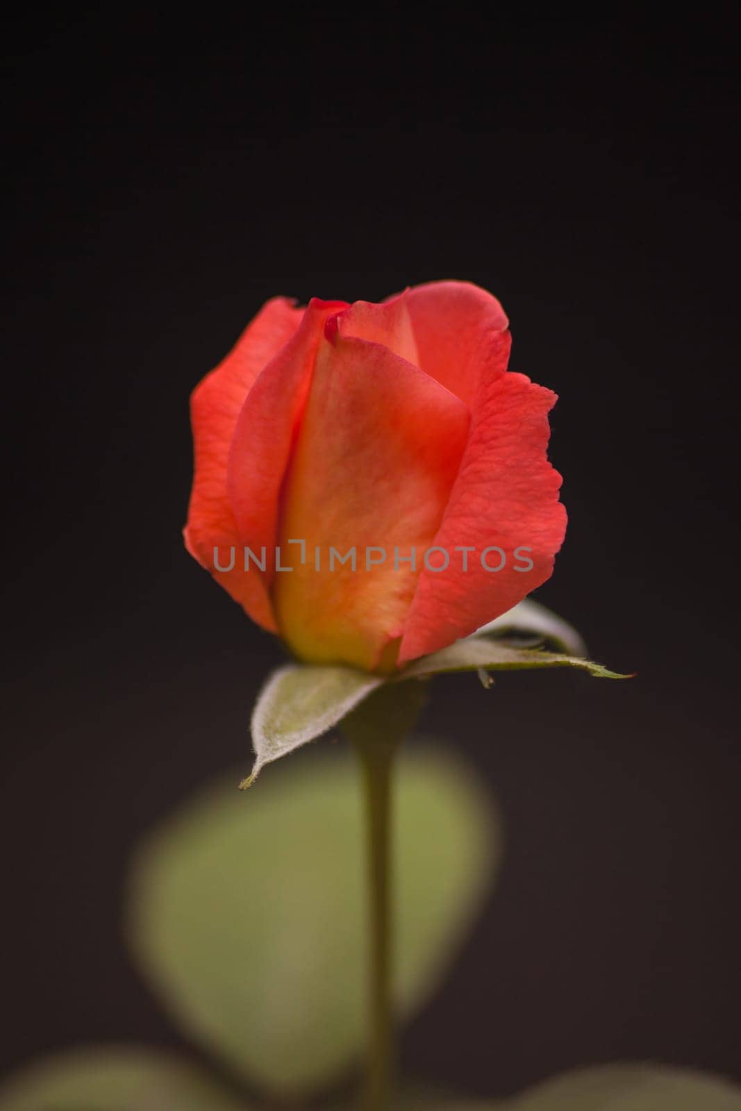 Macro image of a red rosebud isolated on a black background