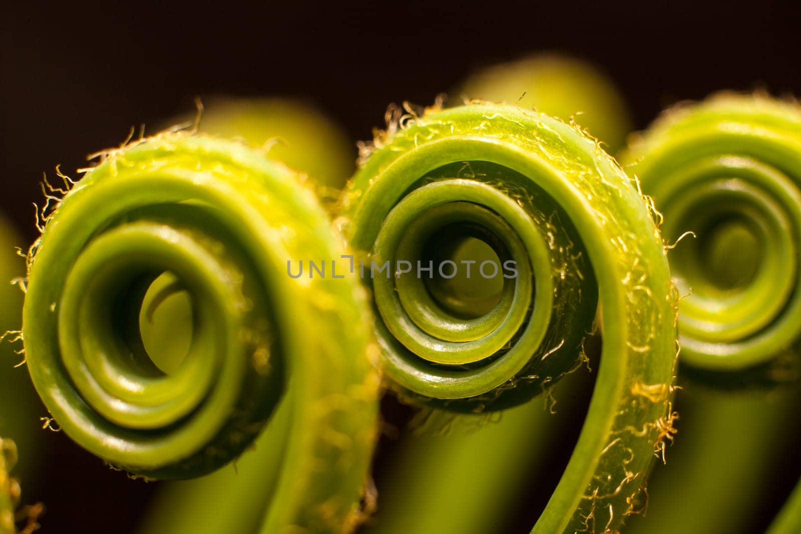 New cycad leaf unfolding 15953 by kobus_peche