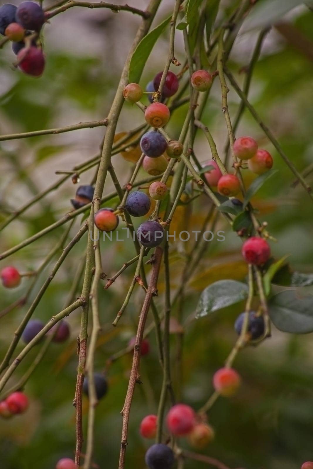 Blueberries (Vaccinium caesariense) naturally ripening on the plant