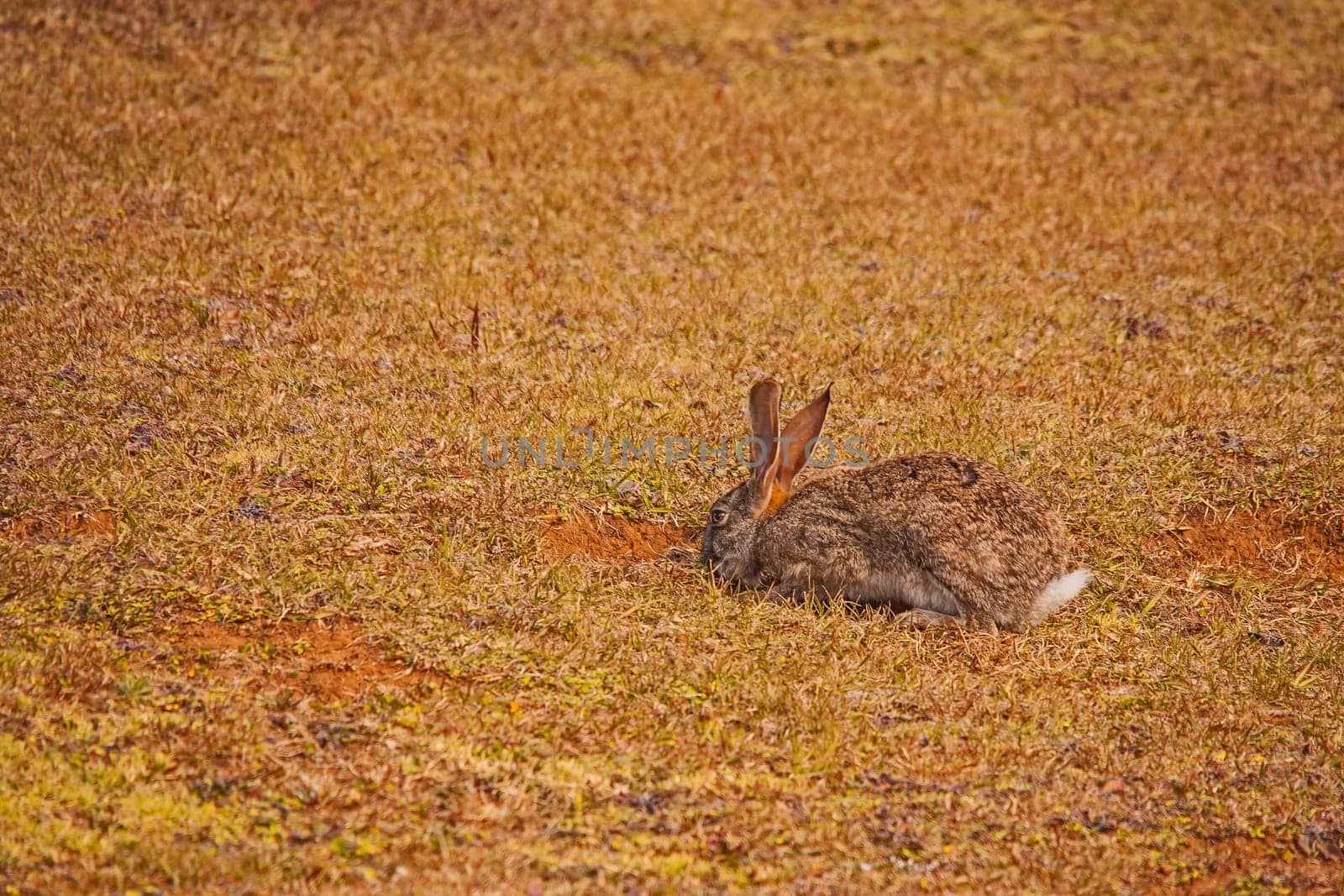 The Scrub Hare (Lepus saxatilis) occurs in a wide area throughout Southern and central Africa