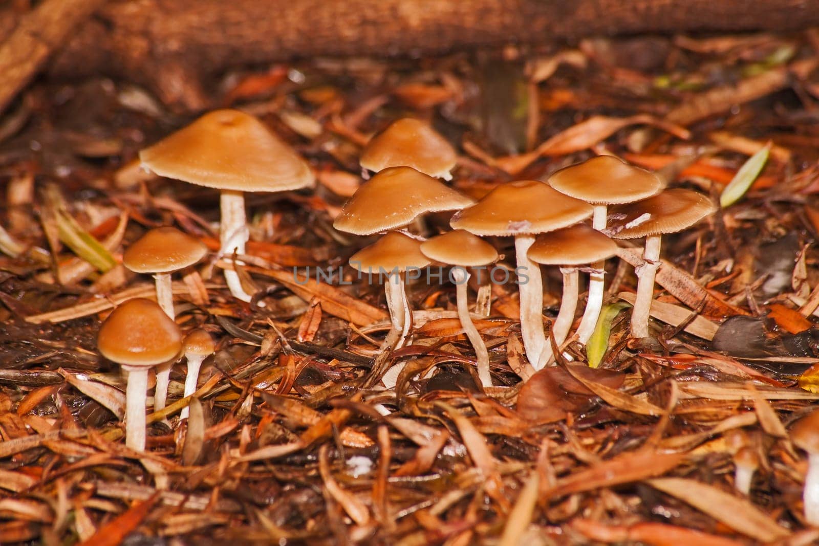 Wild mushrooms growing on the forest floor