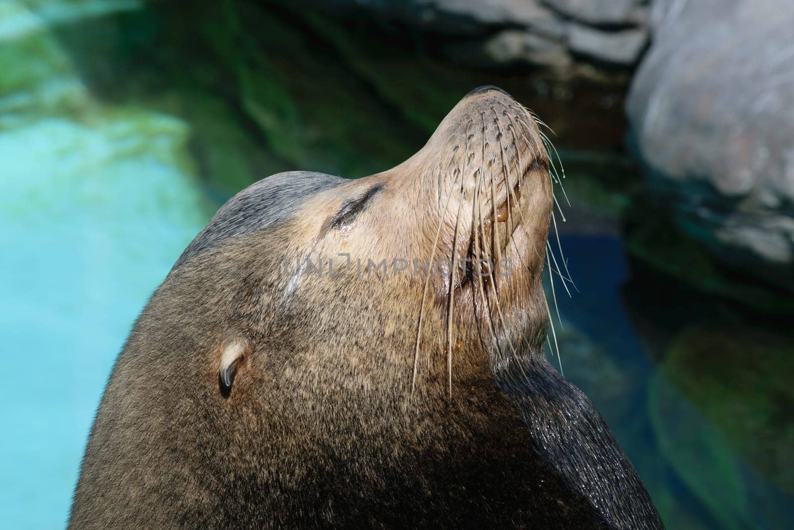 Close-up of a sea lion with its head tilted back, eyes closed, and whiskers visible. The background includes water and rocks.