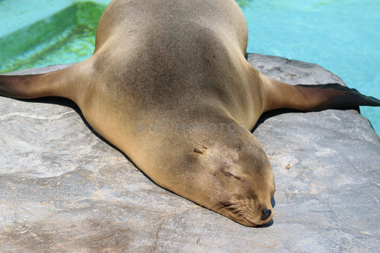 A sea lion resting on a rock near a pool of water, basking in the sunlight.