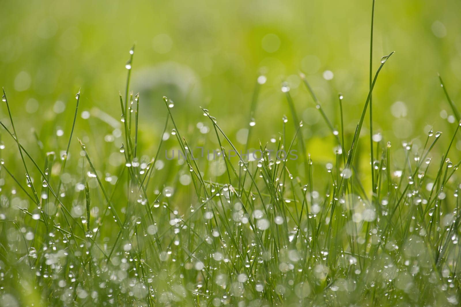 Close up view of a vibrant green field of grass covered in glistening water droplets, background is out of focus, contributing to a tranquil atmosphere