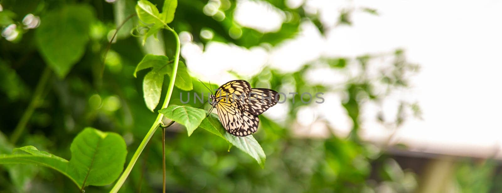 Beautiful butterfly in the garden. Selective focus. Nature.
